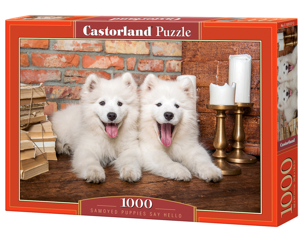 Samoyed Puppies Say Hello